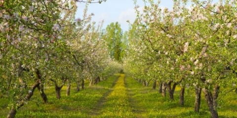 Kako posaditi drvo jabuke
